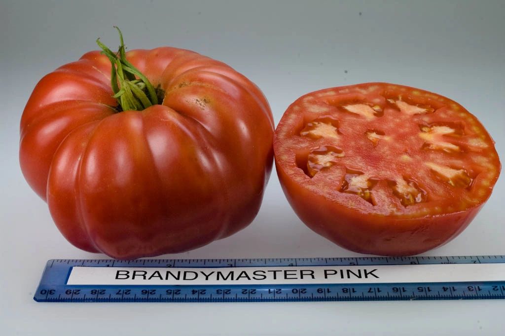 TomatoBrandymaster F1